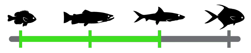Fish species range fly fishing  (3).jpg