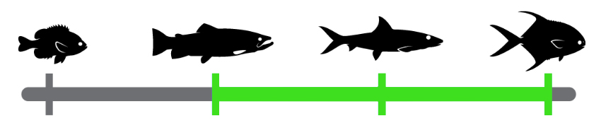 Fish species range fly fishing  (4).jpg